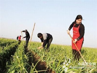 芋香冬瓜价格最新行情