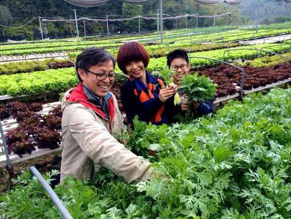 亚非种业西兰花女神