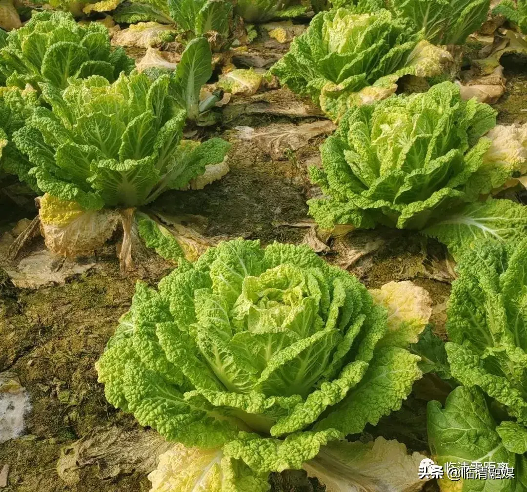 富硒蔬菜包装袋