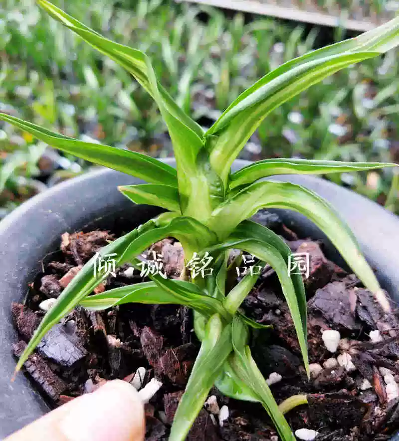 蔬菜高富硒浓度