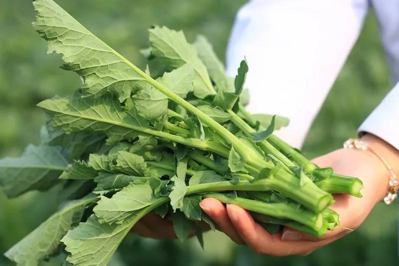 富硒种植的蔬菜