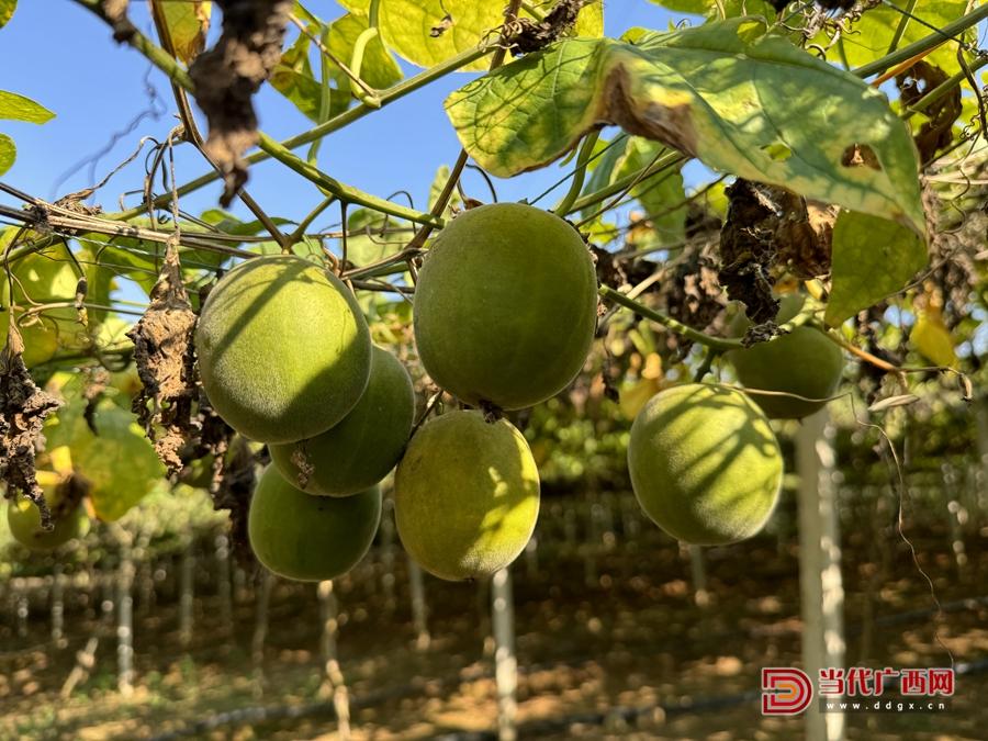 永福县富硒蔬菜