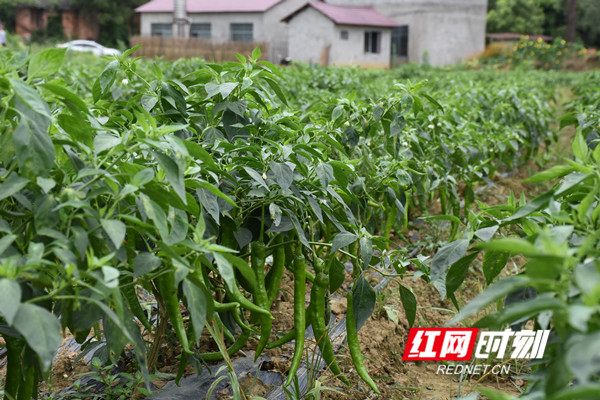 张家口富硒蔬菜