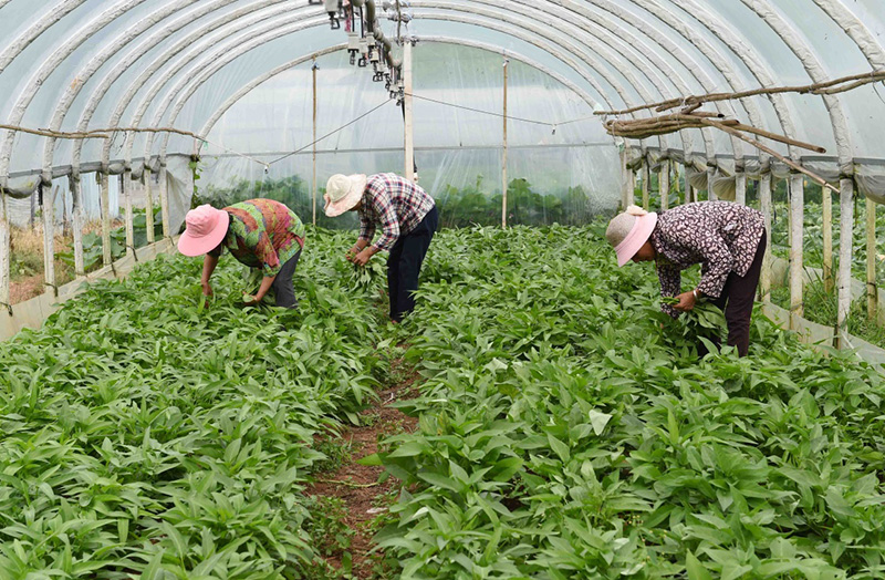 梓山富硒蔬菜园