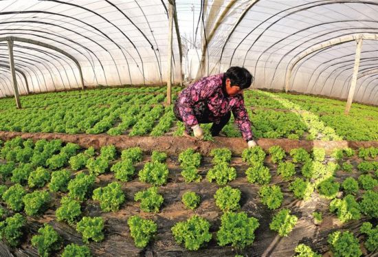 莪庄村富硒蔬菜