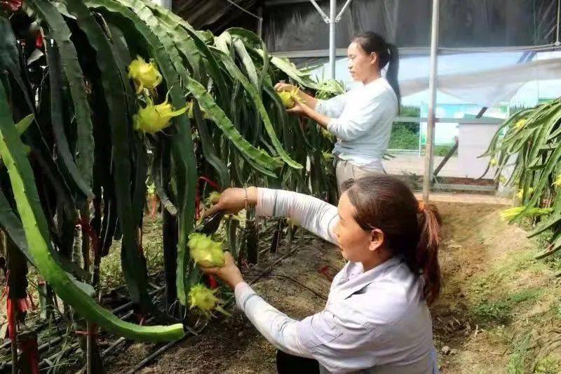 富硒蔬菜种植园