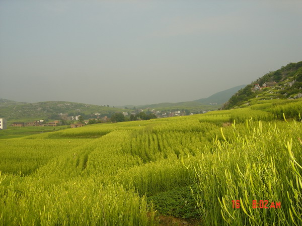 汝河湾富硒水果