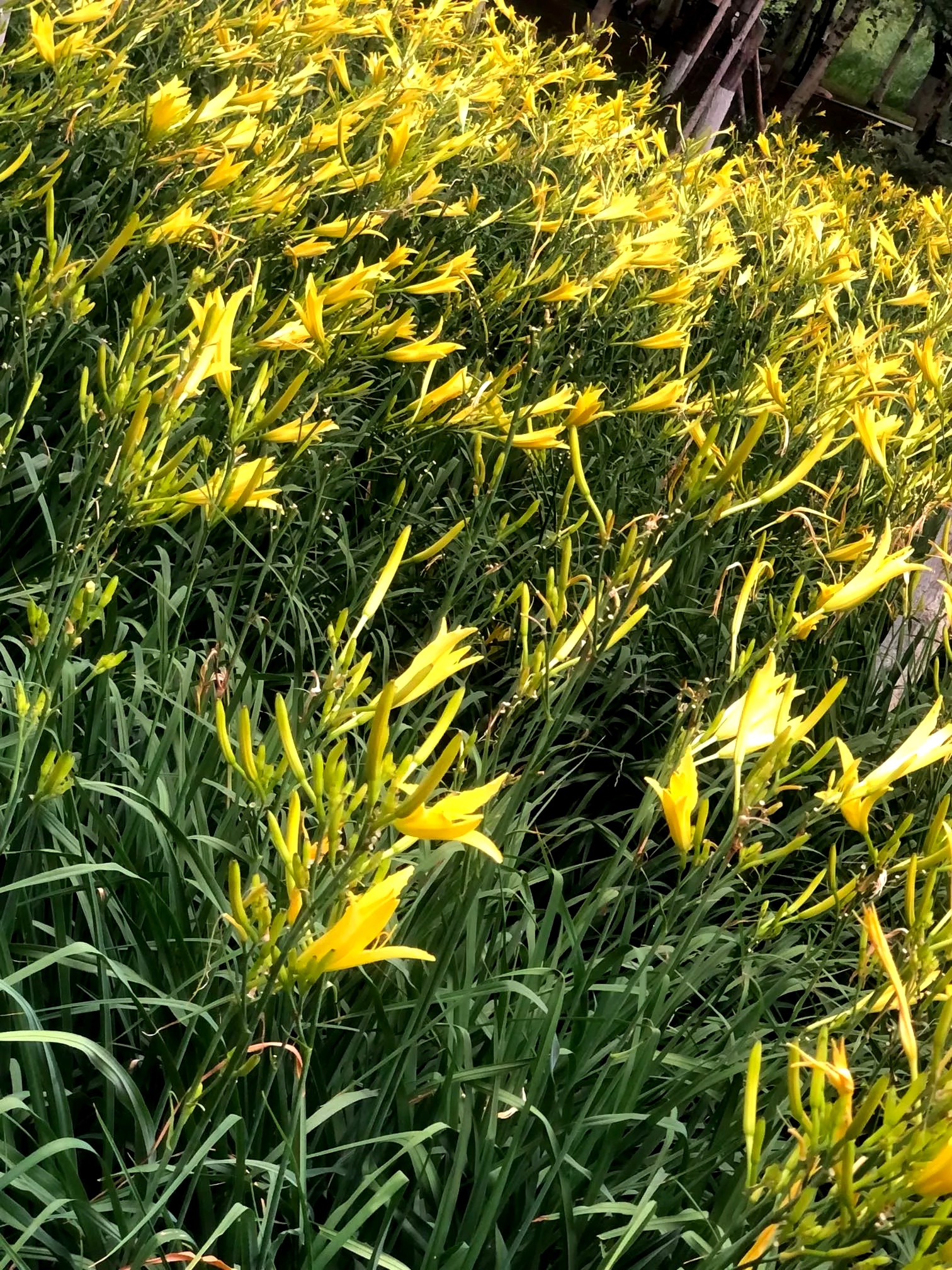 汝河湾富硒水果