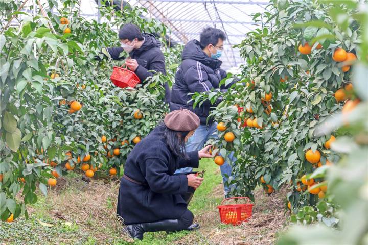 蒋堂镇富硒水果