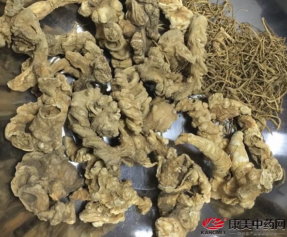 竹节参,湖北恩施,竹节参的种植,竹节参的功效与作用