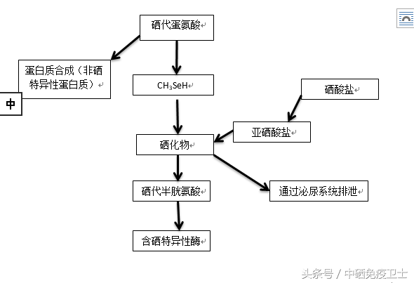 硒产品生产工艺