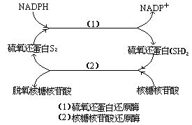 福硒酶产品说明