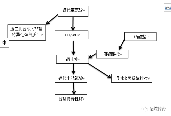 效果好的硒产品