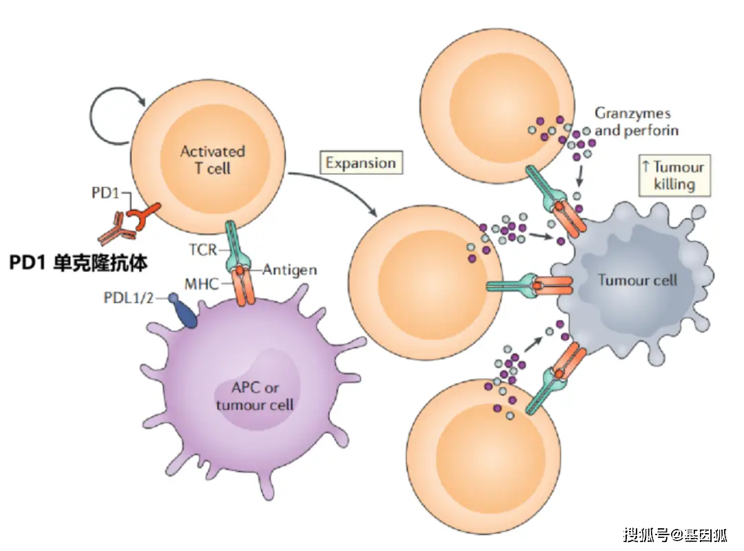 抗氧化剂硒维康