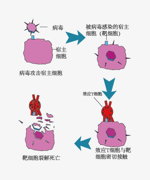 补硒调节神经吗