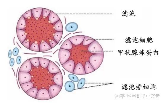 乔本甲状腺补硒