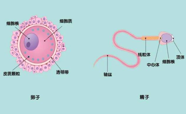 哪个牌子锌硒宝