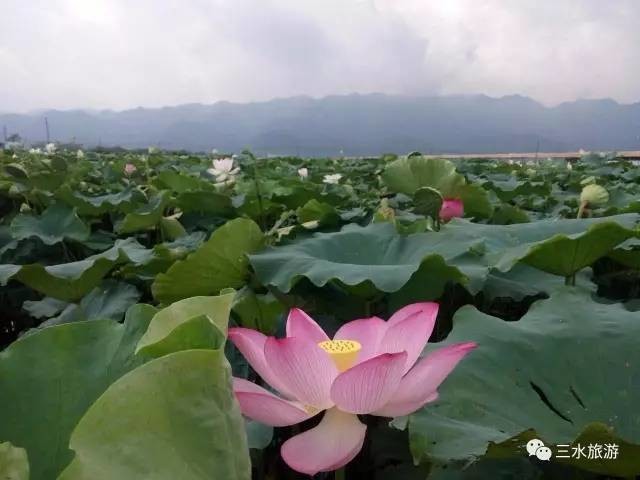 富硒水果评测