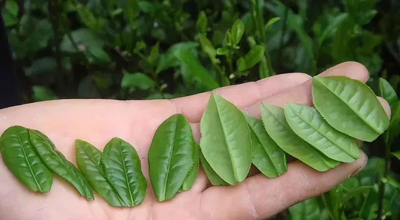 醇香的恩施富硒茶价格