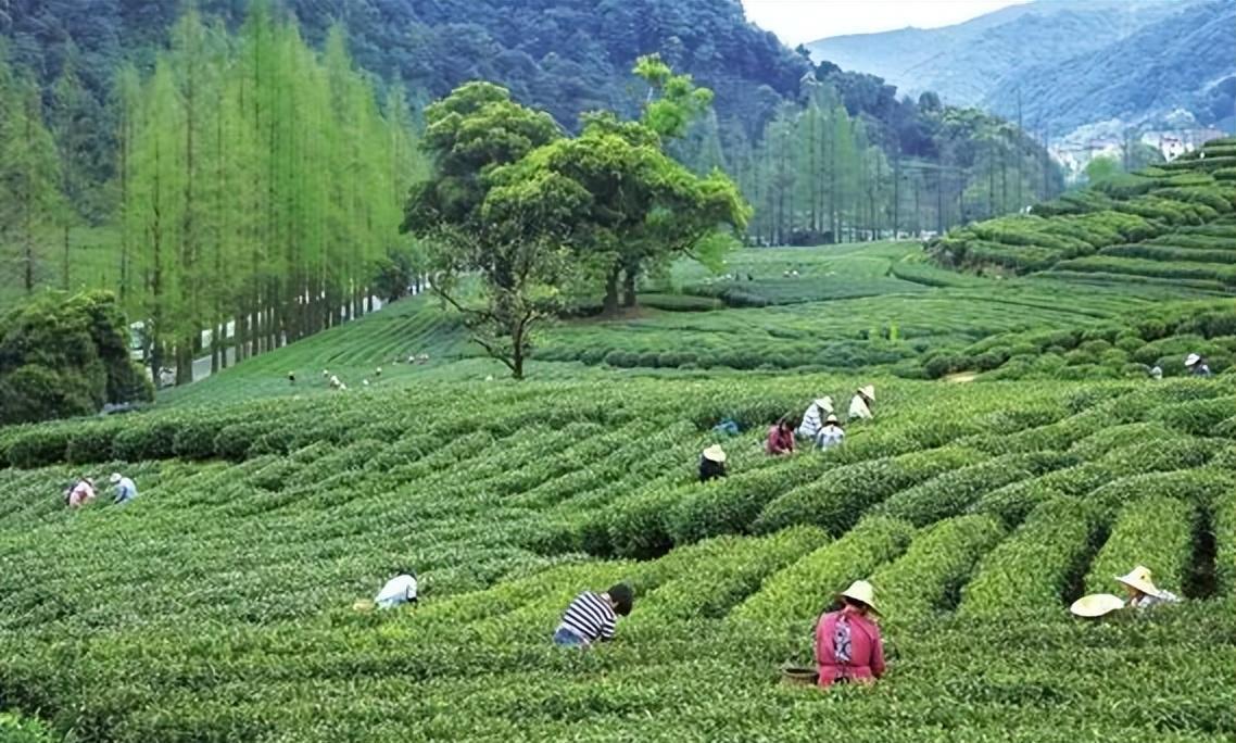 醇香的恩施富硒茶价格