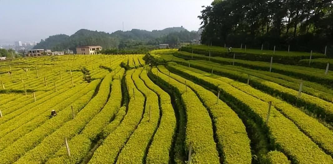 醇香的恩施富硒茶价格