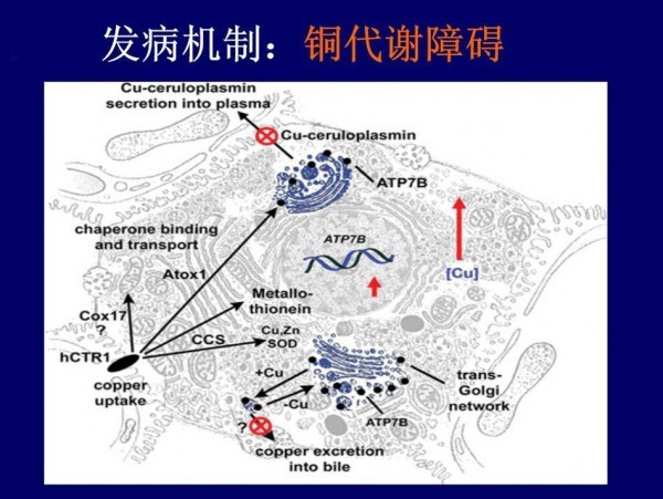 怎么补铜和硒元素