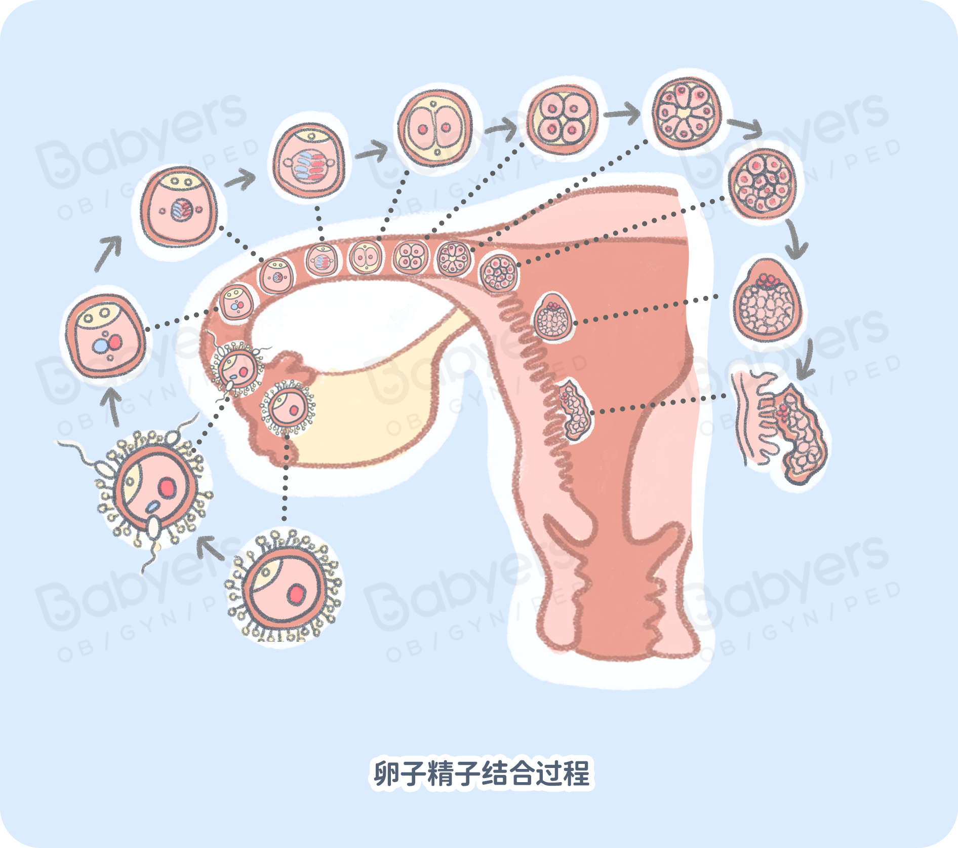 锌硒宝备孕天涯