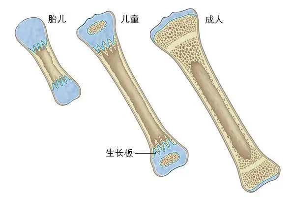 锌硒宝片体黄金