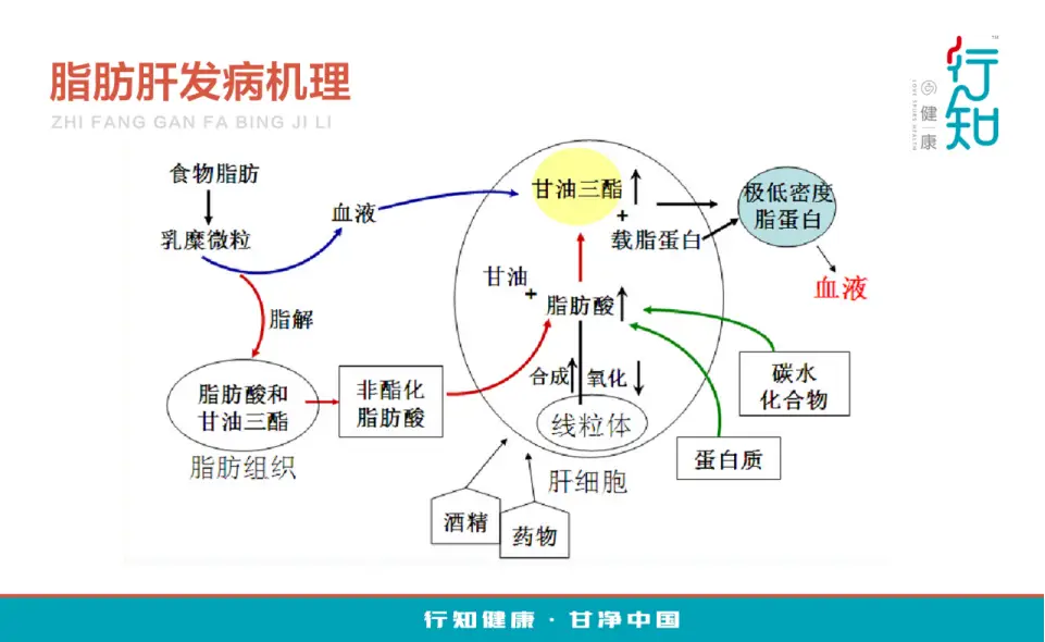 锌硒宝对肝好吗