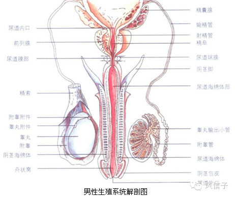 锌硒宝片管用吗