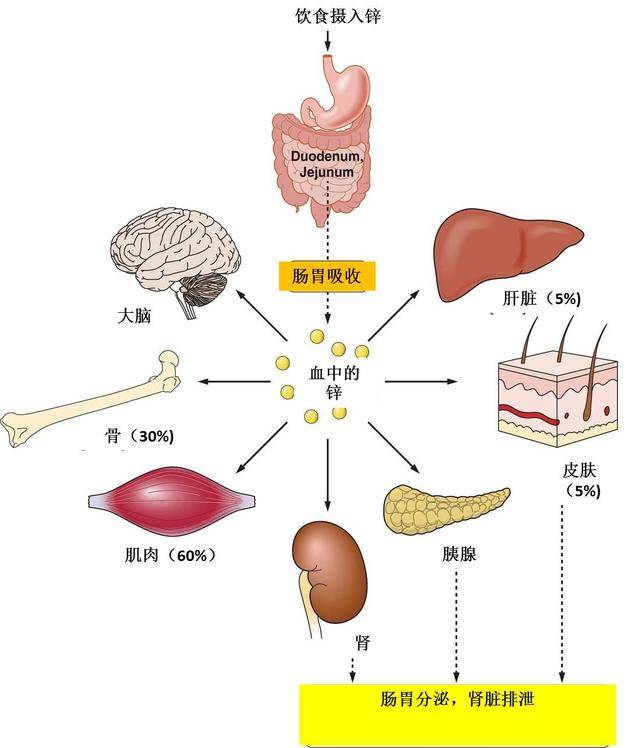 元维力和锌硒宝