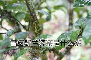 富硒野兰荞茶是什么茶