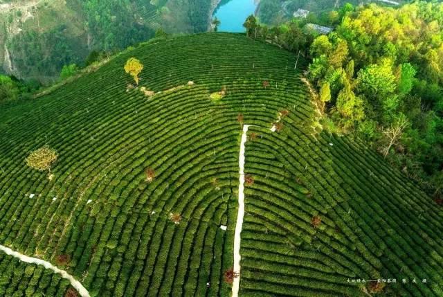 紫阳富硒茶观光园