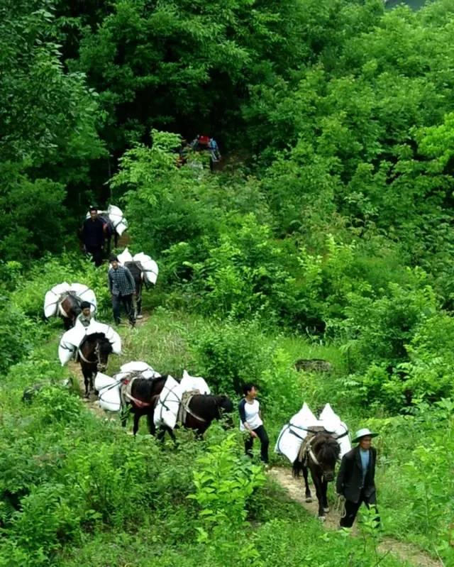 紫阳富硒茶观光园