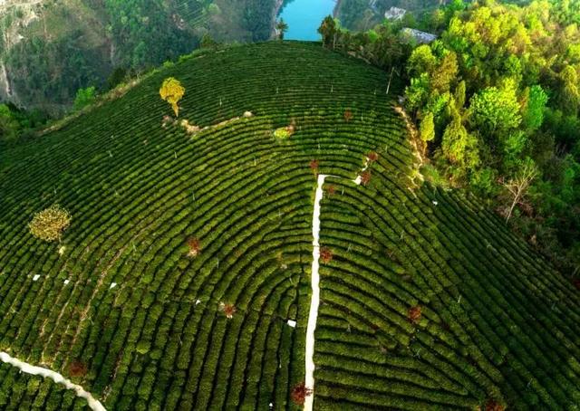 紫阳富硒茶观光园