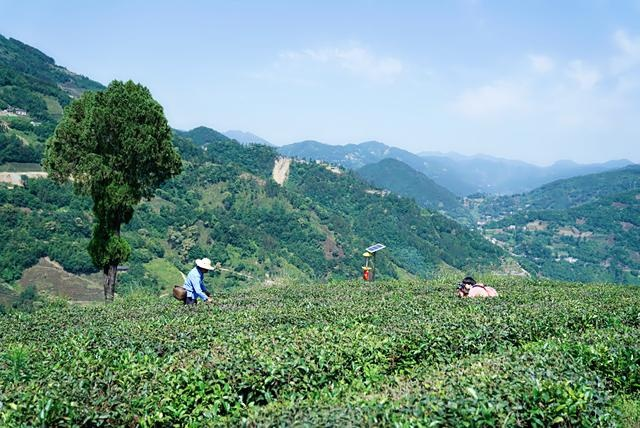 紫阳富硒茶观光园