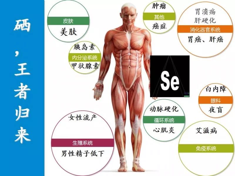 硒酵母是补硒的吗