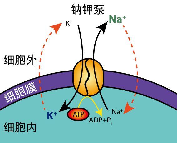 钾低需要补硒多久