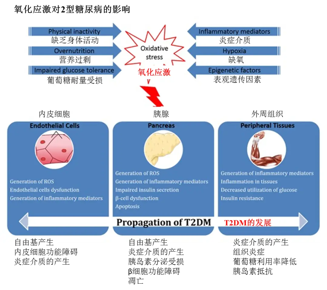 糖尿病补硒好不好