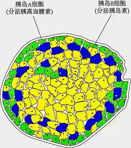 糖尿病补硒好不好