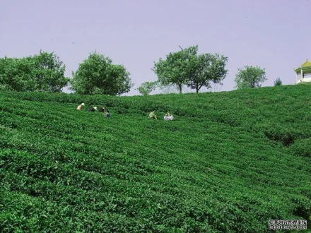 富硒绿茶补硒效果