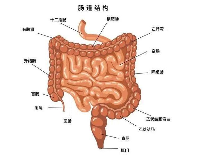 补硒和补叶酸区别