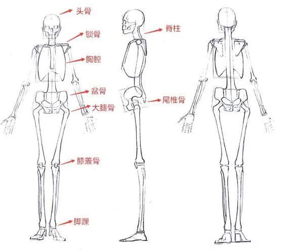 补硒和补叶酸区别