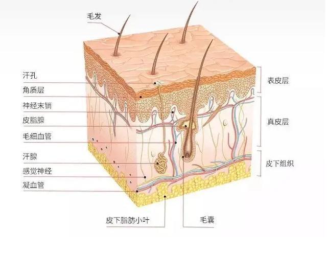 补硒和补叶酸区别