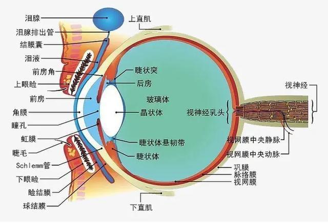 补硒和补叶酸区别