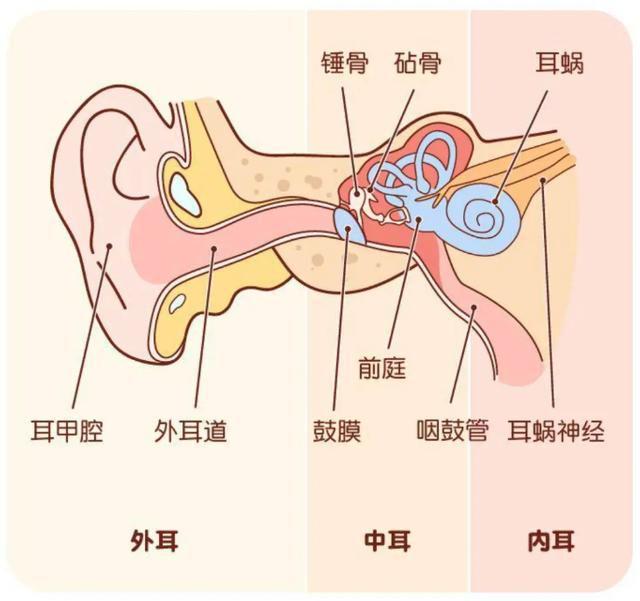 补硒和补叶酸区别