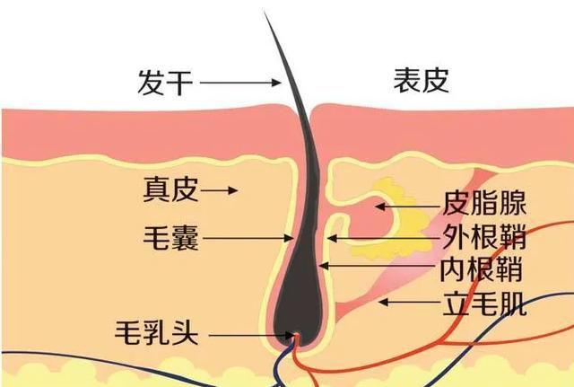 补硒和补叶酸区别