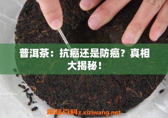 普洱茶：抗癌还是防癌？真相大揭秘！