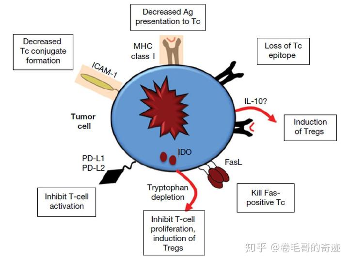 癌症患者可以补硒