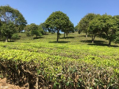 甲亢不能喝普洱茶：原因解析